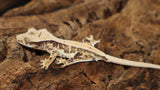 High White Lilly White Crested Gecko (CLW90)