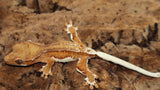 Chocolate Phantom Yellow Lilly White Crested Gecko (CLW91)