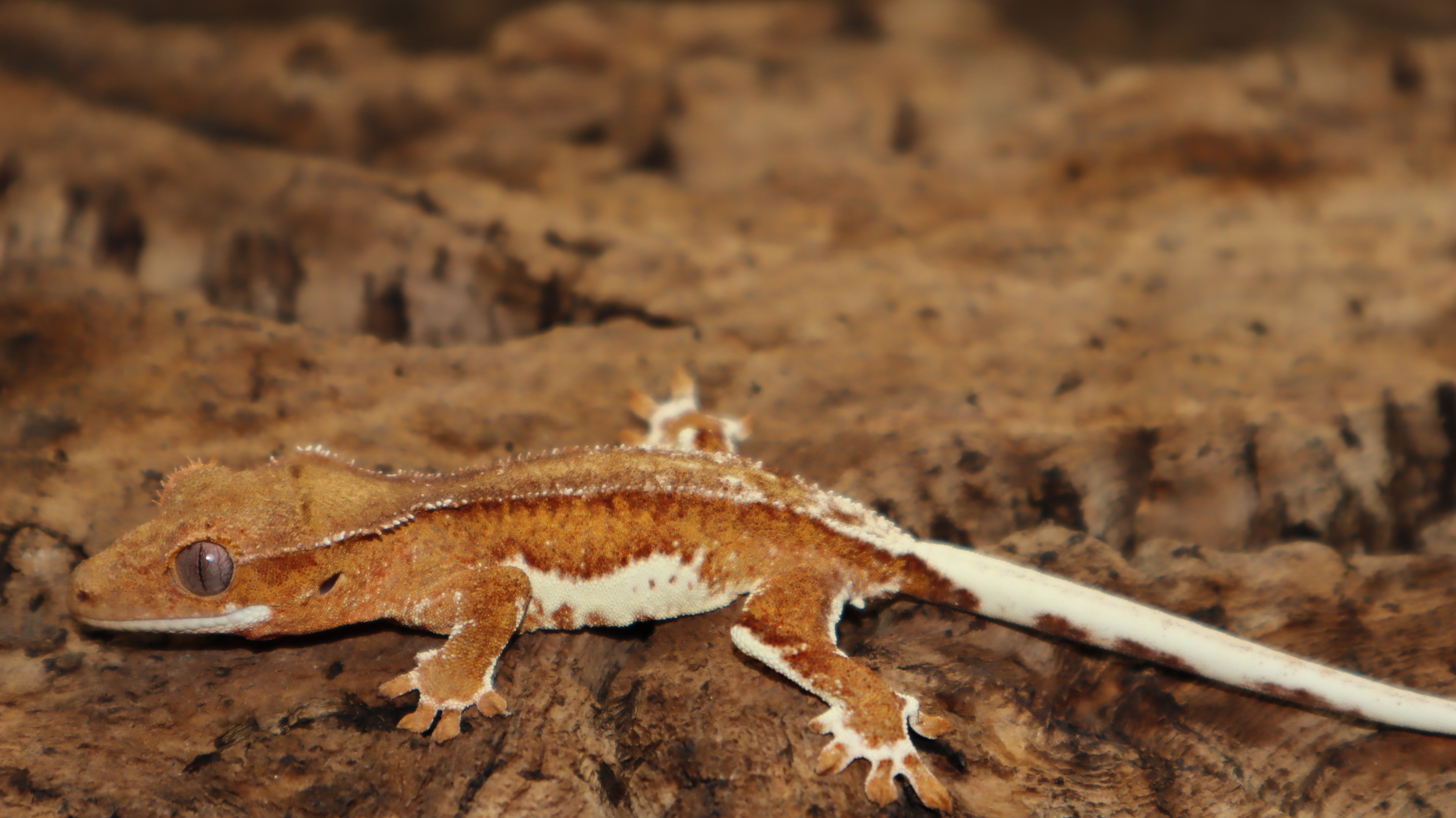 Chocolate Phantom Yellow Lilly White Crested Gecko (CLW91