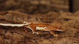 Chocolate Phantom Yellow Lilly White Crested Gecko (CLW91)