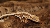 Lilly White Crested Gecko (CLW96)