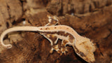 Lilly White Crested Gecko (CLW96)