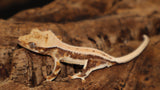 Lilly White Crested Gecko (CLW96)