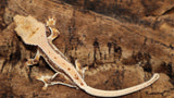 Lilly White Crested Gecko (CLW96)