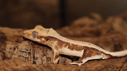 Lilly White Crested Gecko (CLW96)