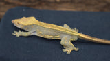 Emptyback Crested Gecko(CG213)