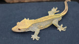 Emptyback Crested Gecko(CG213)