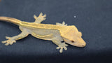 Emptyback Crested Gecko(CG213)