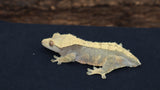 Crested Gecko (CG215)