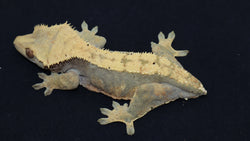 Crested Gecko (CG215)