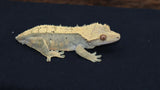 Crested Gecko (CG215)