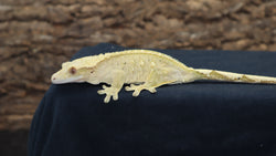 Yellow Cream Crested, fullpin (CG217)