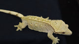 Yellow Cream Crested, fullpin (CG217)