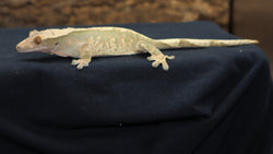 Extreme Harlequin Crested Gecko (CG220)