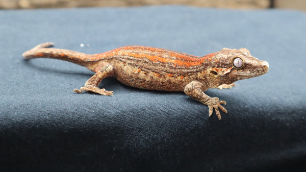 Red Stripe Gargoyle Gecko (GG227)