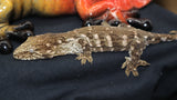 Mt. Koghis Leachianus Gecko (LB298)