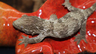 Leachianus Gecko Pure GTA (LB387)