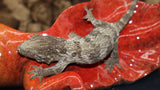 Leachianus Gecko Pure GTA (LB387)