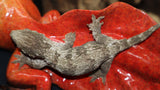 Leachianus Gecko Pure GTA (LB387)