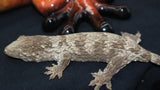 Leachianus Gecko Pure GTA (LB387)