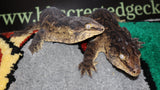 LB516- Melanistic Leachianus
