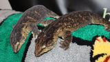 LB576- MTK Melanistic Leachianus Gecko