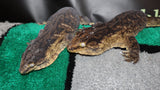 LB575- MTK Male Melanistic Leachianus Gecko