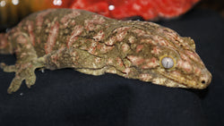 High ColorxNu Ana x Moro/SwirlxBrosse female  (LB339)