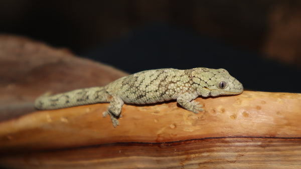 Eurydactolyde vieillardi Female (EVB6)