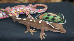 Sarasinorum Gecko 7 Spots White Collar (SG10)