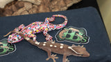 Sarasinorum Gecko 7 Spots White Collar (SG10)