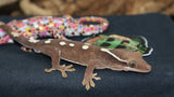 Sarasinorum Gecko 7 Spots White Collar (SG10)