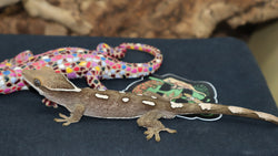 Sarasinorum Gecko White Collar =) (SG15)