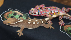 Sarasinorum Gecko White Collar 7 Spots (SG17)