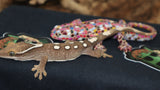 Sarasinorum Gecko White Collar 7 Spots (SG17)