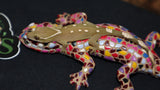 White Collar Sarasinorum Gecko (SG21)