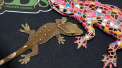 White Collar Sarasinorum Gecko (SG22)