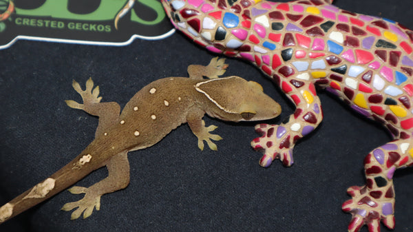 White Collar Sarasinorum Gecko (SG22)