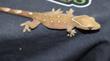 White Collar Sarasinorum Gecko (SG22)