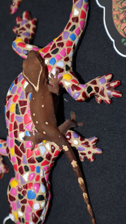 White Collar Sarasinorum Gecko (SG24)