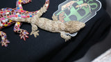 GTA Leachianus Gecko  Female LB391