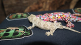 GTA Leachianus Gecko  Female LB391