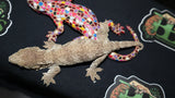 GTA Leachianus Gecko  Female LB392