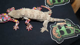 GTA Leachianus Gecko  Male LB393