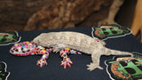 GTA Leachianus Gecko  Male LB393