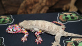 GTA Leachianus Gecko  Male LB393