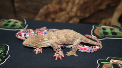 Brosse Leachianus Gecko  Male LB394