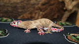 Brosse Leachianus Gecko  Male LB394