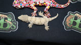 moro Leachianus Gecko  Female LB396