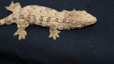 GTB x Yate x Ami Leachianus Gecko  poss male LB402